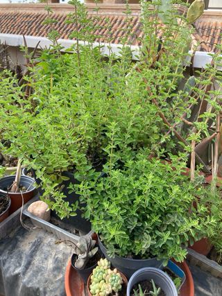 Yerba Luisa / Cedrón Planta Aromática