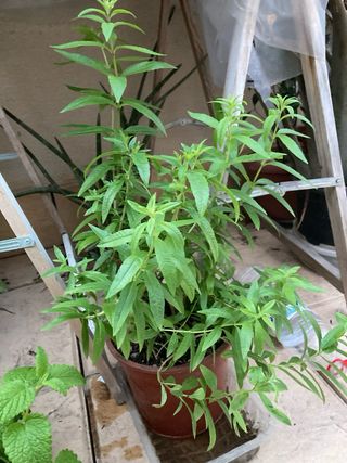 Yerba Luisa / Cedrón Planta Aromática