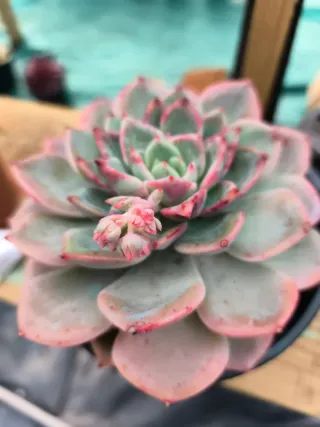 Suculentas y cactus
