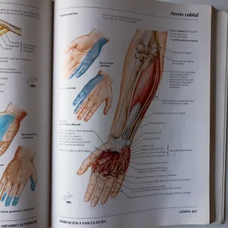 Atlas de Anatomia Humana