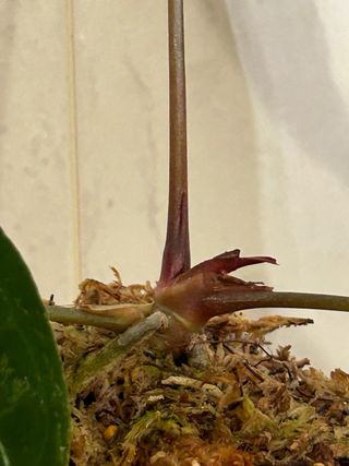 Anthurium HU x crystallinum velvet