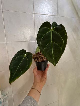 Anthurium HU x crystallinum velvet