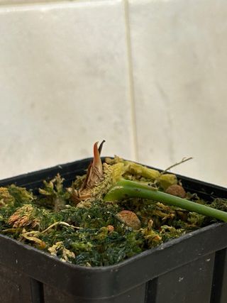 Anthurium Forgetii