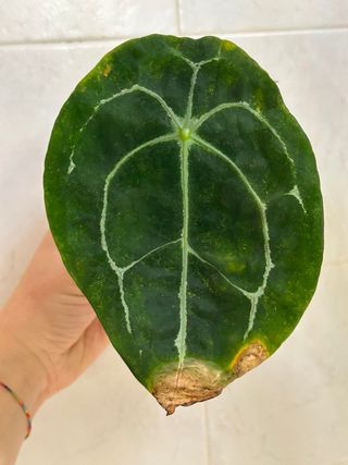 Anthurium Forgetii