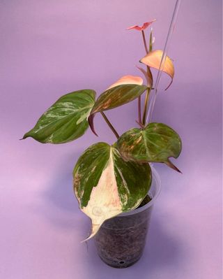 Philodendron Micans Variegata