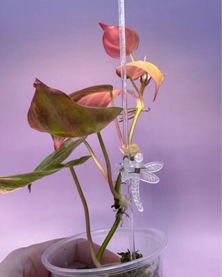 Philodendron Micans Variegata