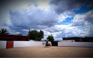 Se alquila boxes de caballos en Madrid