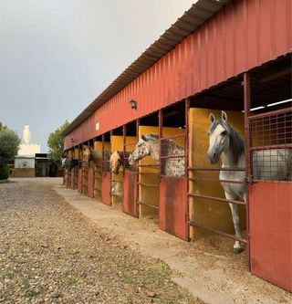 Se alquila boxes de caballos en Madrid