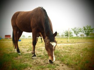 Se alquila boxes de caballos en Madrid