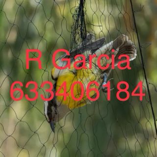 Redes japonesas profesionales