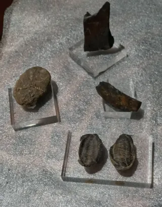 FOSILES