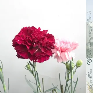 Dianthus Caryophyllus (Clavel) Ø14 cm · 3 cañas