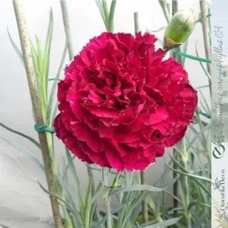 Dianthus Caryophyllus (Clavel) Ø14 cm · 3 cañas