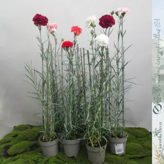 Dianthus Caryophyllus (Clavel) Ø14 cm · 3 cañas