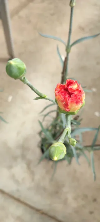 Dianthus Caryophyllus (Clavel) Ø14 cm · 3 cañas