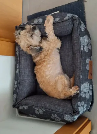 Cama para perro pequeño