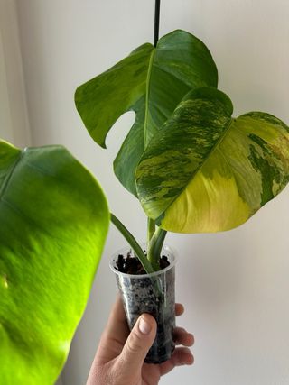 Monstera Aurea variegata