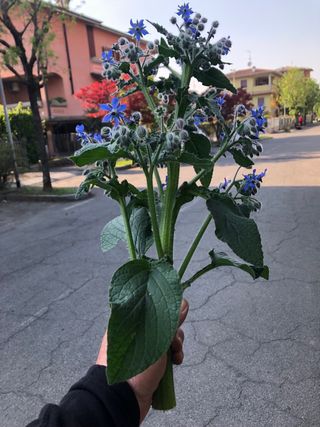 Terra naturale per vasi orti e giardini