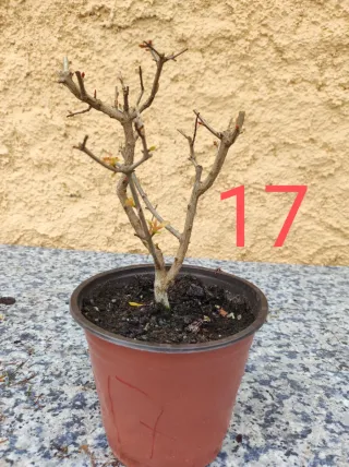 Bonsai Granado Nejikan