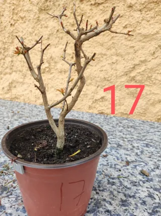 Bonsai Granado Nejikan