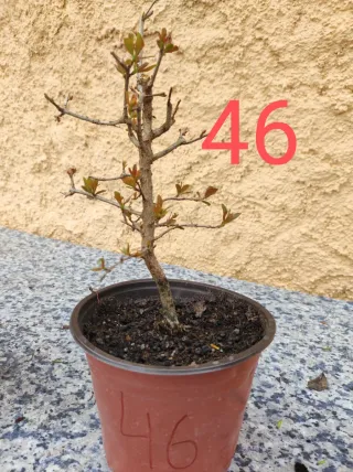 Bonsai Granado Nejikan