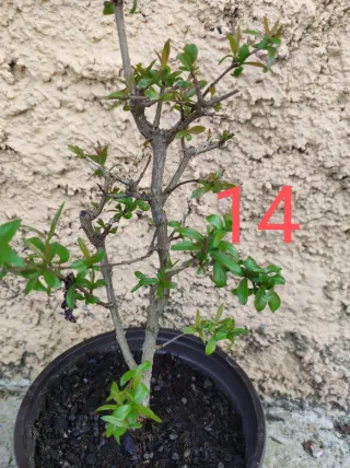 Bonsai Granado Nejikan