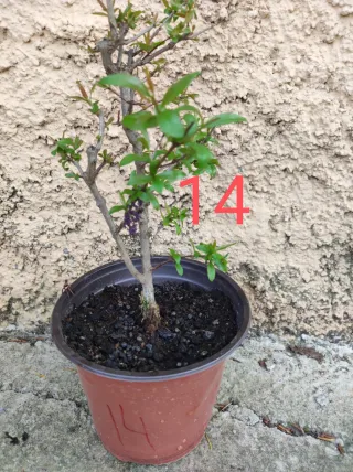 Bonsai Granado Nejikan