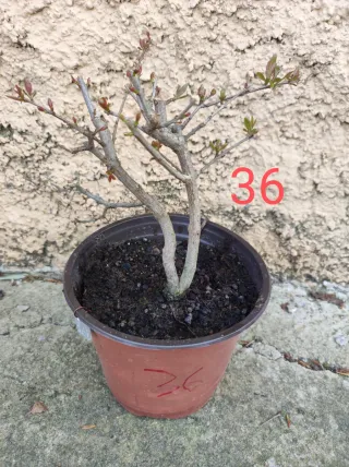 Bonsai Granado Nejikan