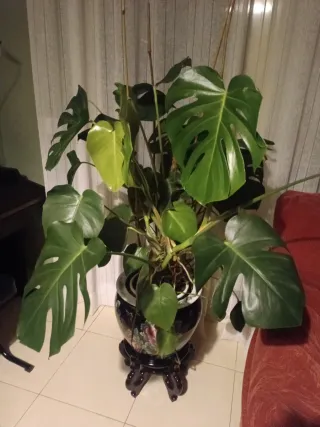 Monstera Deliciosa Planta Grande 1m