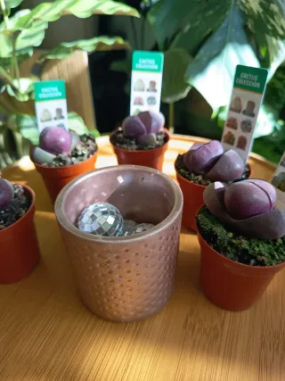 Pleiospilos Nelli Royal Flush