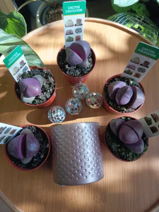 Pleiospilos Nelli Royal Flush