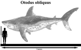 DIENTE Fósil Tiburón prehistorico