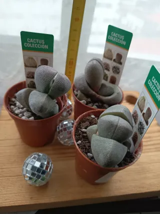 Pleiospilos Nelli Suculenta