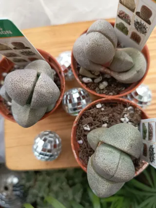 Pleiospilos Nelli Suculenta