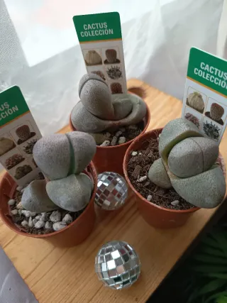Pleiospilos Nelli Suculenta
