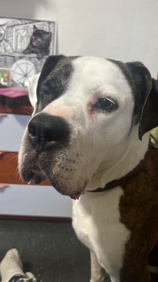 me ofrezco para pasear perros o cuidar mascotas.