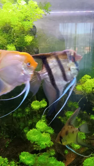 Acuario 300L con mueble.OPORTUNIDAD!!