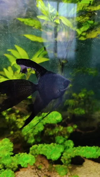 Acuario 300L con mueble.OPORTUNIDAD!!