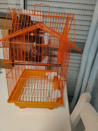 Gaiola Laranja para Pássaros