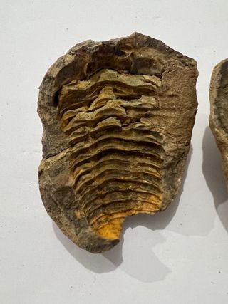 Fósil Trilobite Kalymene en Huevo