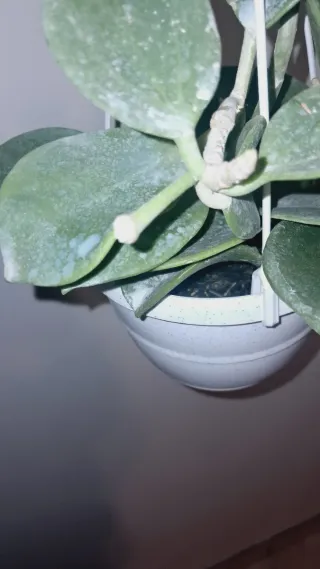 Hoya pachyclada Red Corona