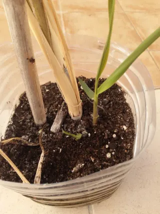 CAÑA de azúcar - Cañadú - Caña dulce