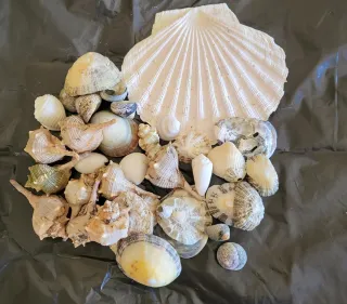 Acuario//Pecera más complementos