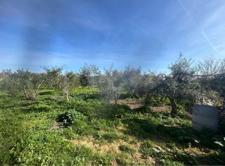 Parcela con olivos MANTENIMIENTO