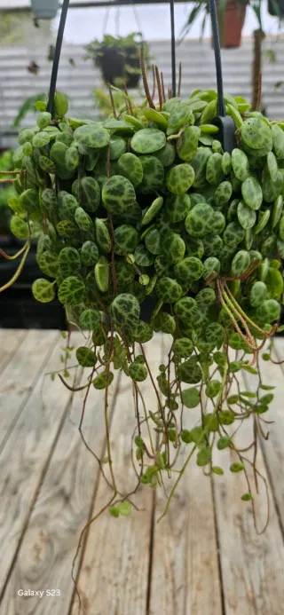 Peperomia prostata