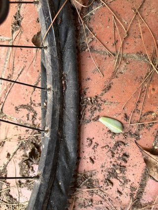 Bicicleta FOCUS para reparar