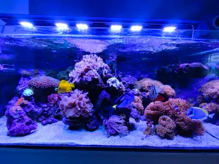 Acuario Marino, urna, mueble, sump y tuberias