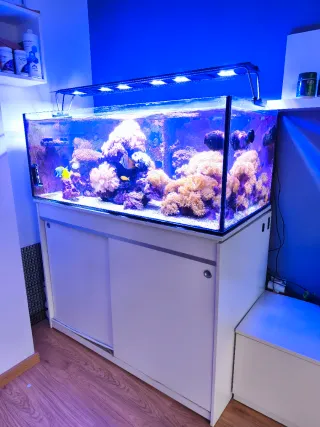 Acuario Marino, urna, mueble, sump y tuberias