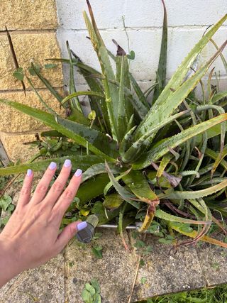 Planta Aloe Vera Grande