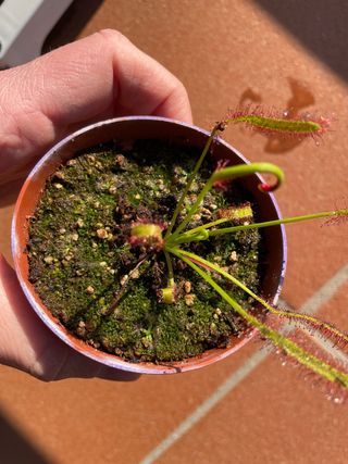 Drosera pigmea in vaso